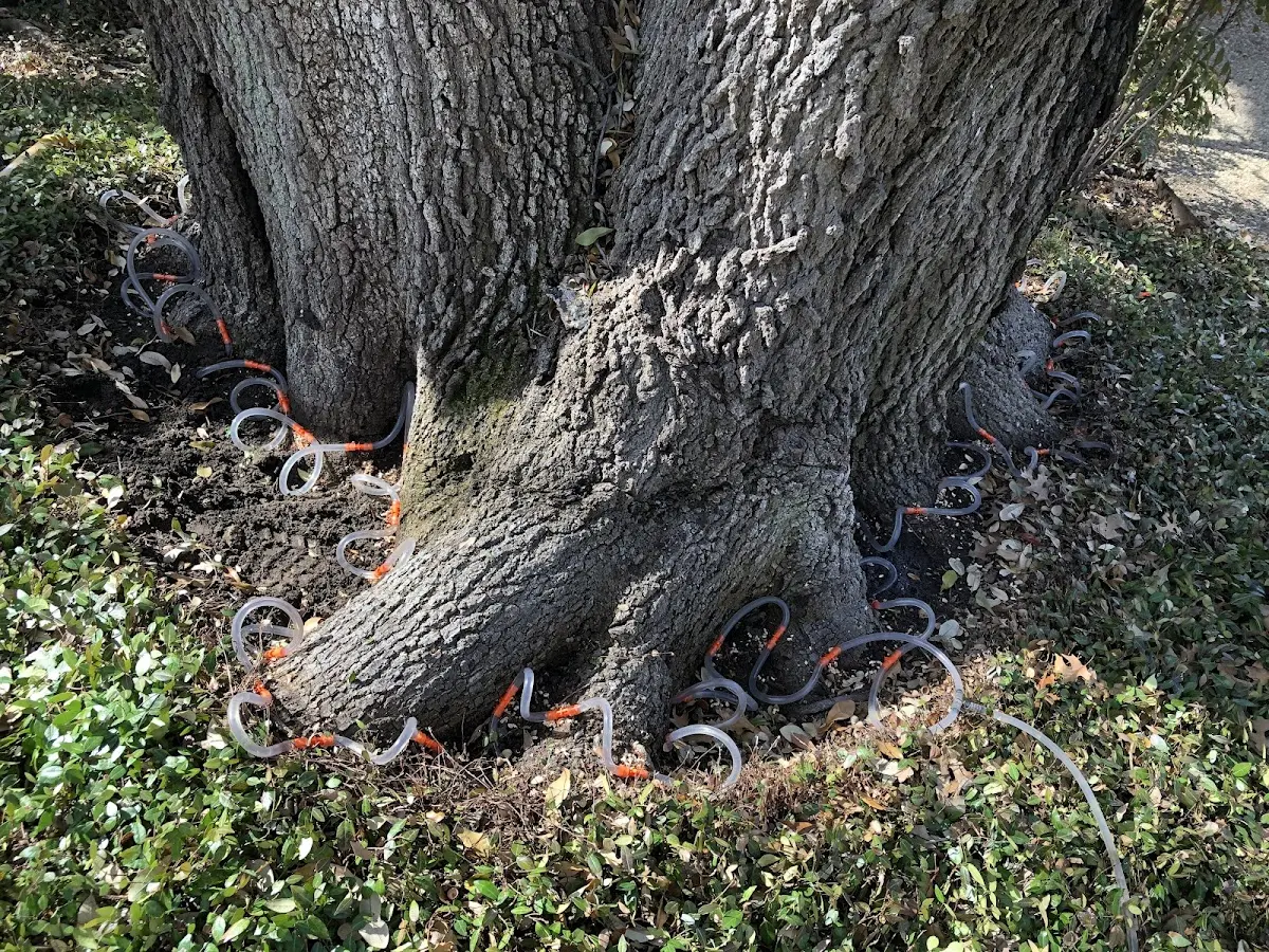 Detailed Tree Cabling and Bracing job site in Warren